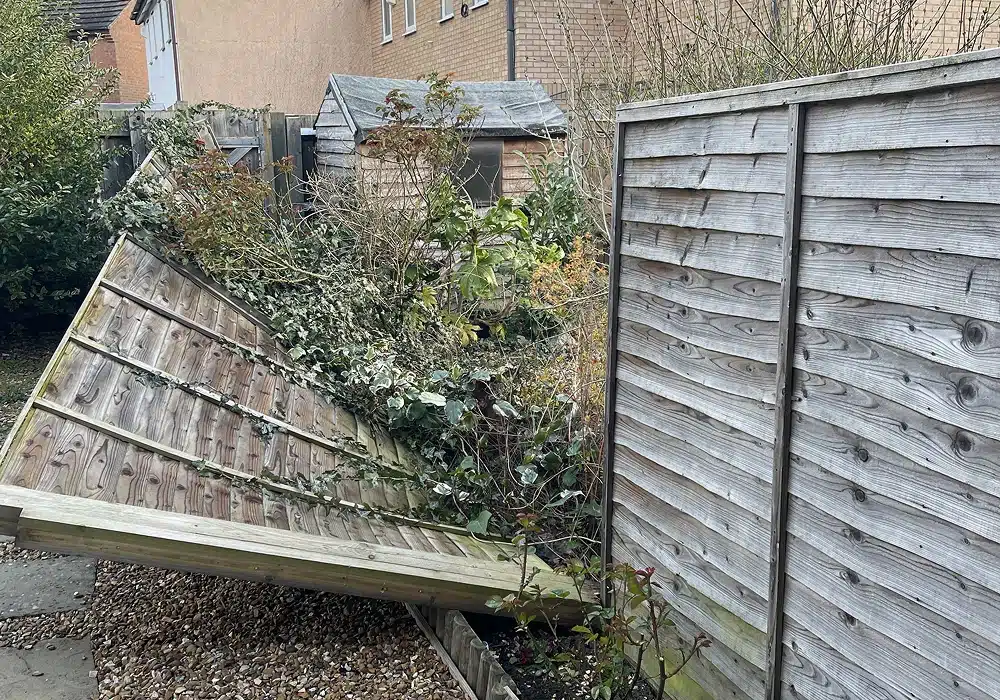 Collapsed wooden fence panels overgrown with ivy in a back garden