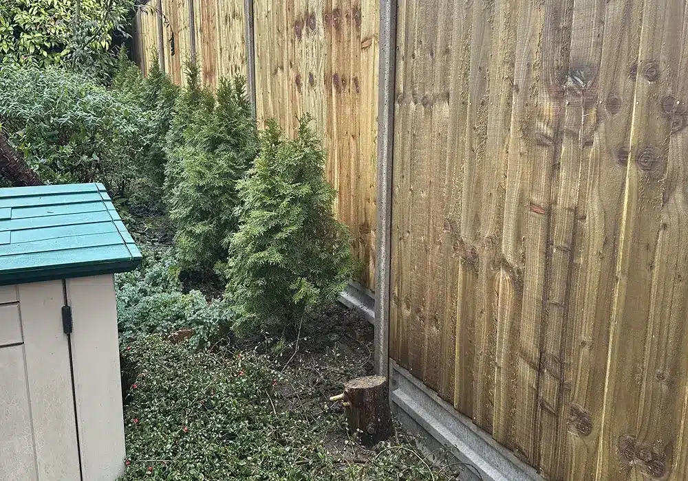 Garden border beside a wooden fence, with shrubs and a small shed in the foreground